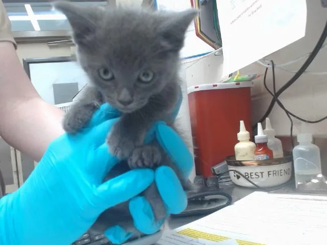 A baby small-sized male Domestic Short Hair cat named Sporty Spice for adoption in Orlando, FL