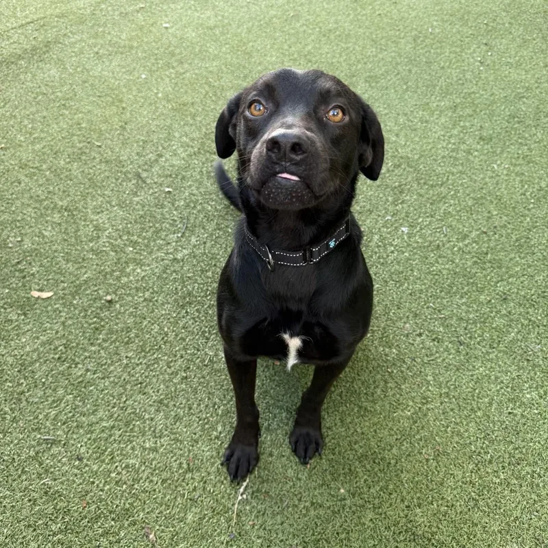 An adult medium-sized male Chocolate Labrador Retriever dog named Billy for adoption in New Bedford, MA