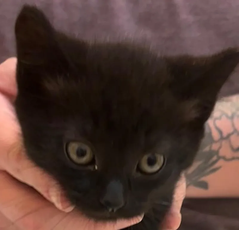 A baby small-sized male Domestic Short Hair cat named Trevor for adoption in Elizabethton, TN