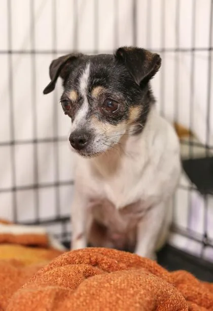 A senior small-sized female Rat Terrier dog named Daphne for adoption in Morton Grove, IL