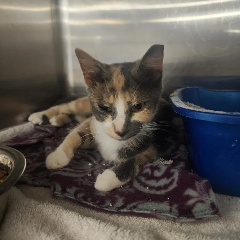 A young small-sized female Calico Domestic Short Hair cat named Loretta for adoption in Evensville, TN