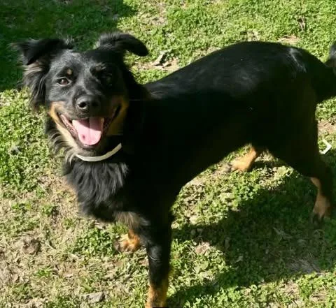 A young medium-sized female Border Collie dog named Roxy for adoption in sun prairie, WI