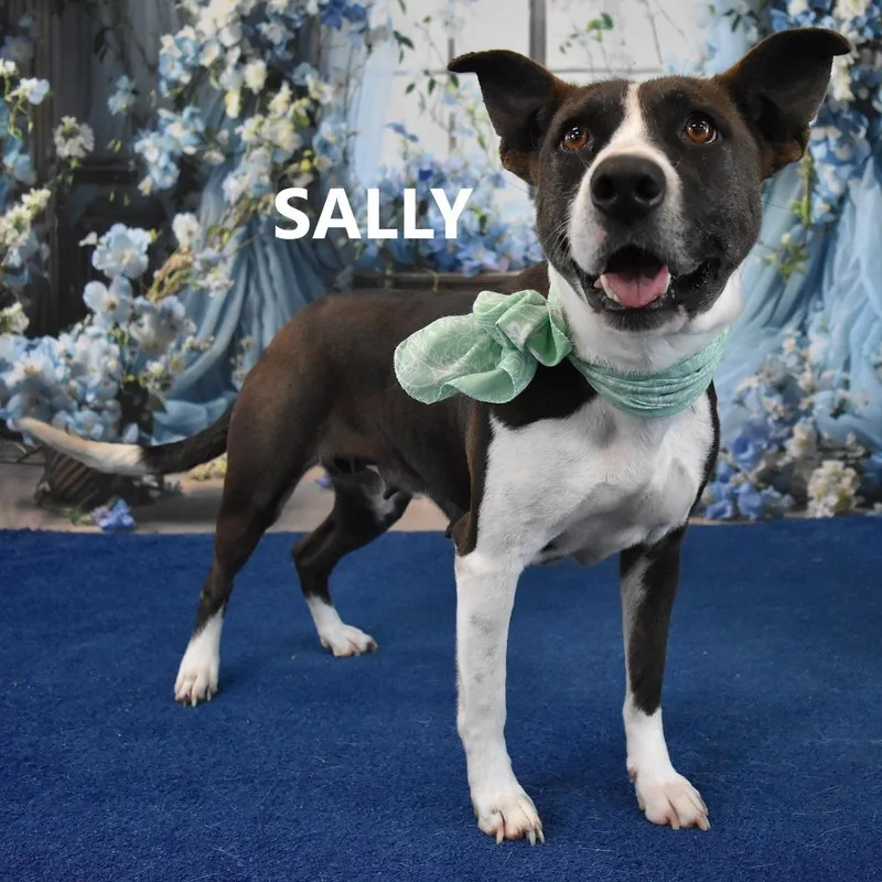 Sally thumbnail 2