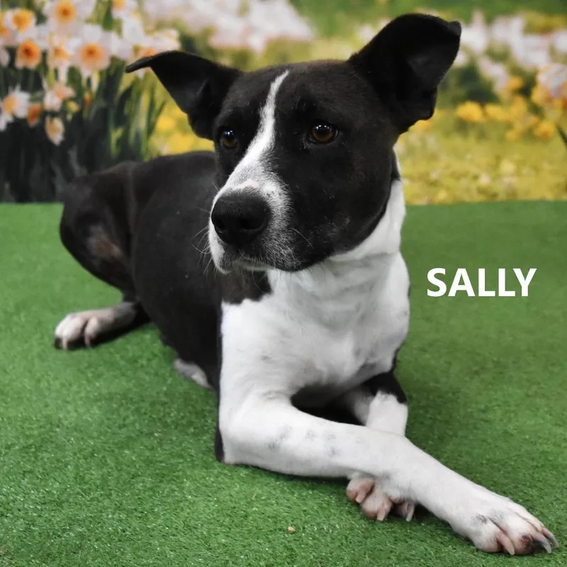Sally thumbnail 5