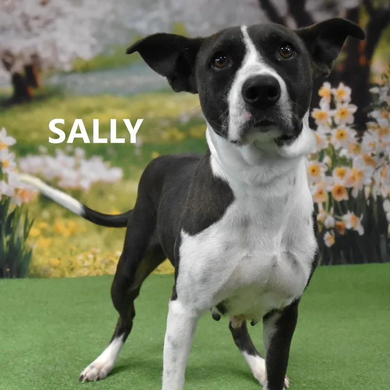 Sally thumbnail 6