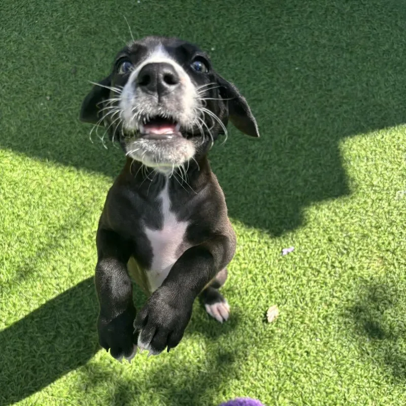 A baby small-sized female Black Great Dane dog named Deegan for adoption in LOXAHATCHEE, FL