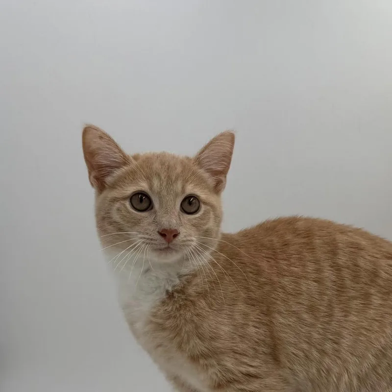 A baby medium-sized female Domestic Short Hair cat named Crayon for adoption in State College, PA