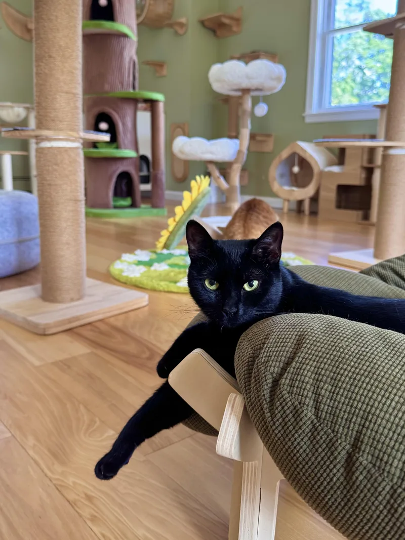 A young medium-sized female Black Domestic Short Hair cat named Violet for adoption in Ramsey, NJ