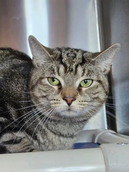 An adult medium-sized male Domestic Short Hair cat named Stew for adoption in Fairfax, VA