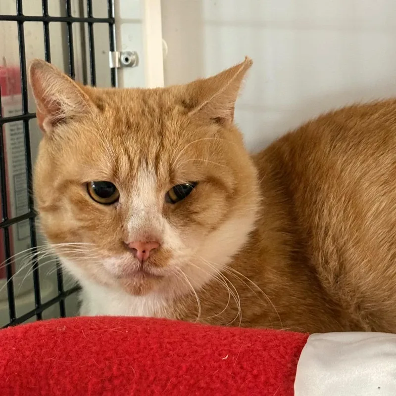 A young large-sized male Domestic Short Hair cat named Byron for adoption in Ewing, NJ