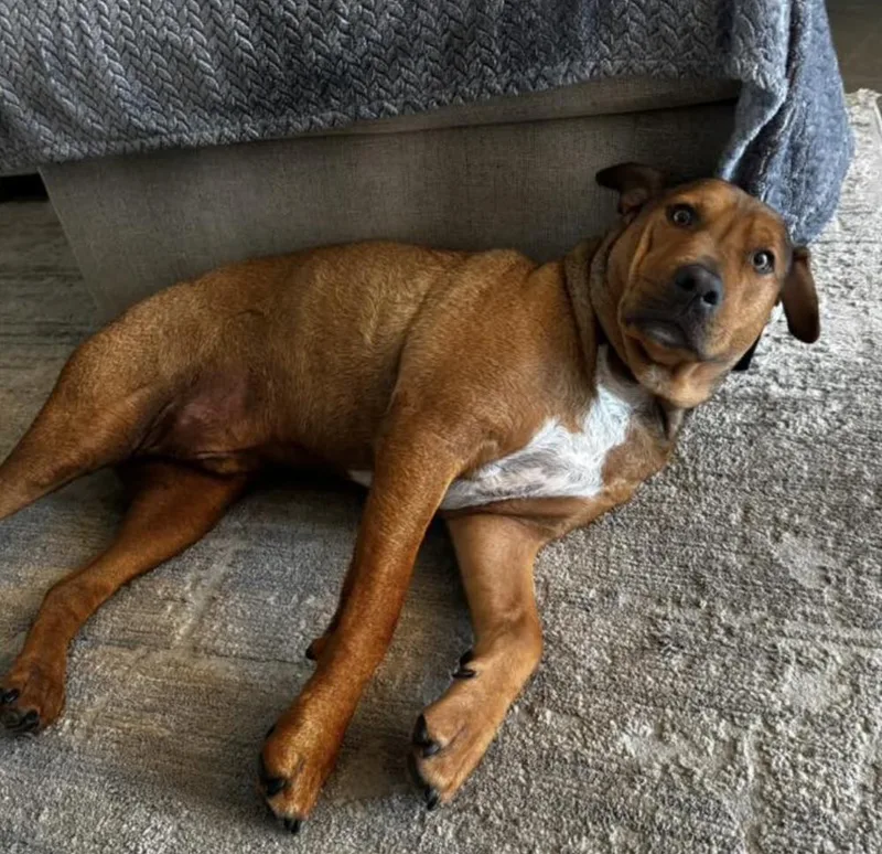 An adult large-sized male Hound dog named Bumblebee for adoption in Long Island City, NY