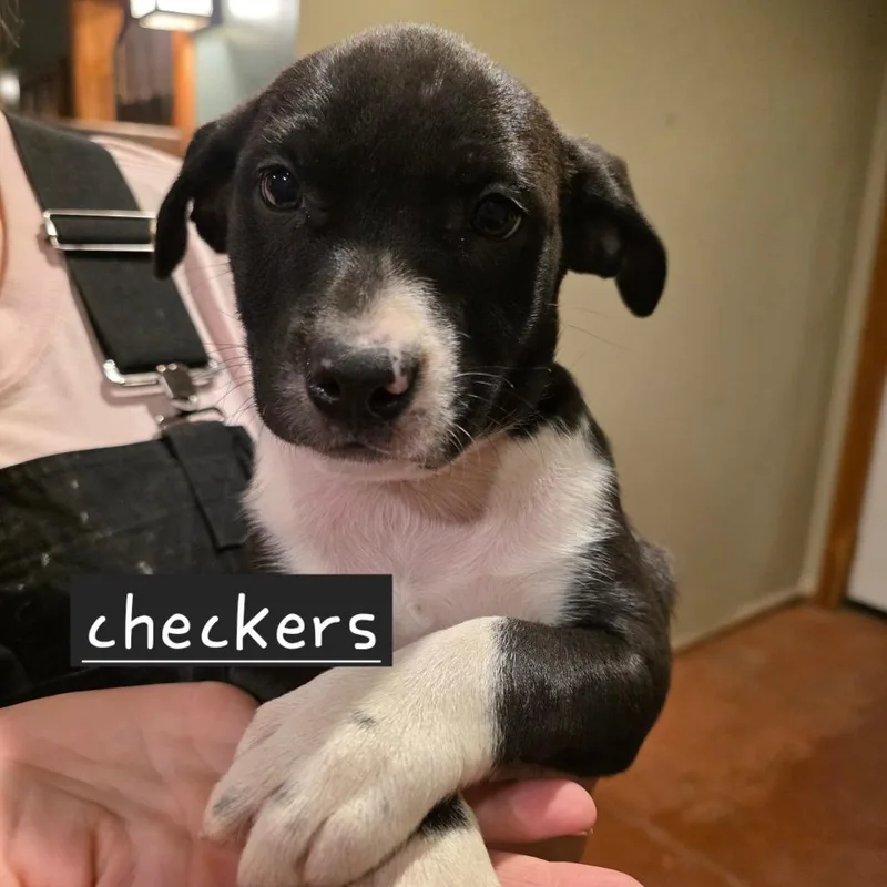 Checkers
