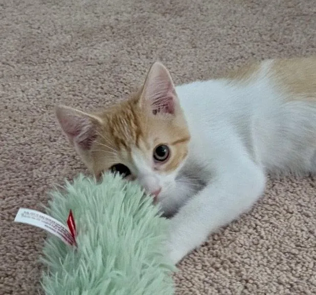 A young medium-sized male Orange & White Domestic Short Hair cat named Ares for adoption in Garner, NC
