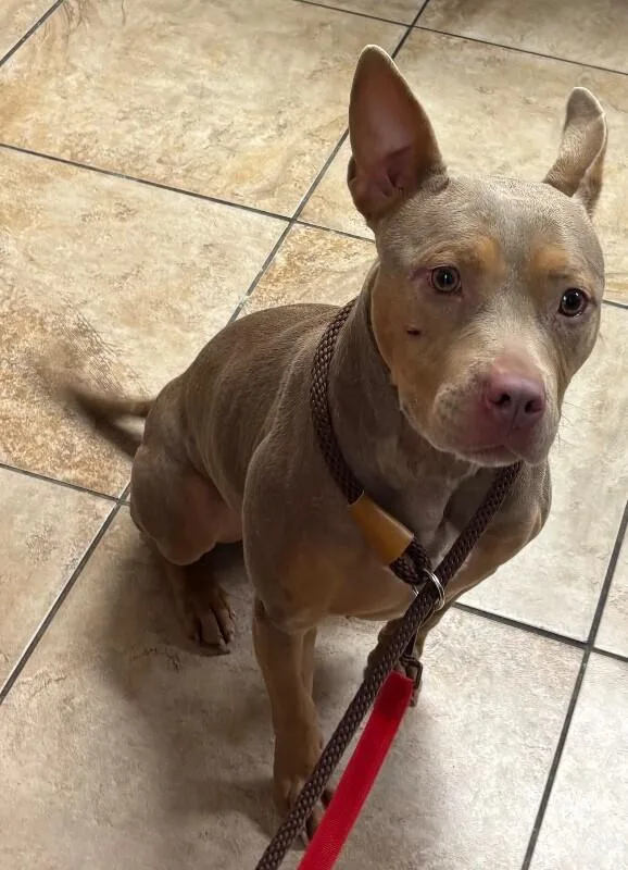 An adult large-sized female Brown / Chocolate Mixed Breed dog named Garden for adoption in Cincinnati, OH