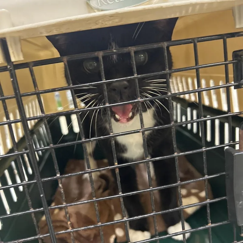 An adult medium-sized male Black Domestic Short Hair cat named Roger for adoption in Mount Juliet, TN