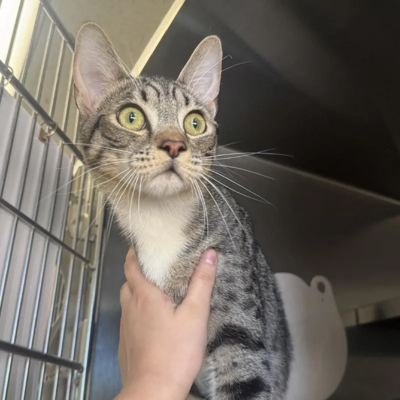 A young medium-sized male Brown / Chocolate Domestic Short Hair cat named Mainman for adoption in Fort Bragg, CA