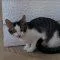 A young medium-sized male Domestic Short Hair cat named Trico for adoption in Elizabeth, IL