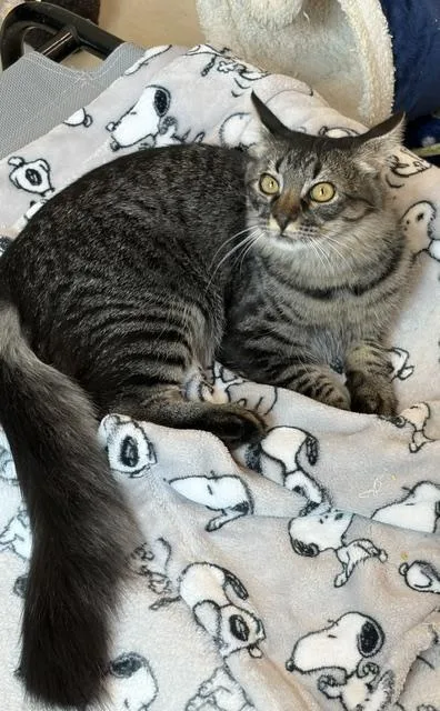 A young medium-sized female Tabby (Gray / Blue / Silver) Domestic Medium Hair cat named Harriett for adoption in Henrietta, TX
