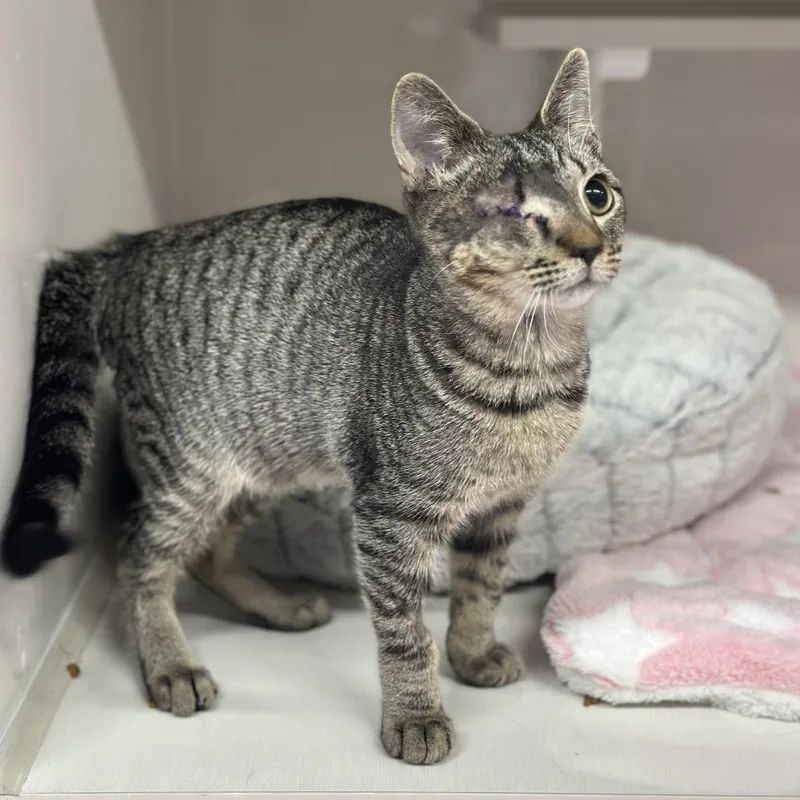 A baby small-sized male Brown / Chocolate Domestic Short Hair cat named Hondo for adoption in Forest Park, IL