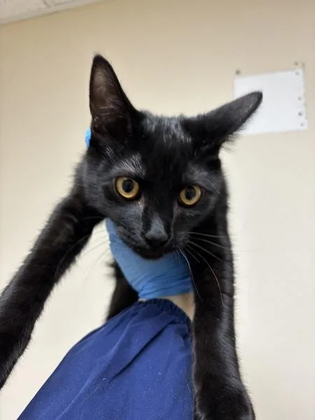 A baby small-sized male Domestic Short Hair cat named Jughead for adoption in Sherwood, OR