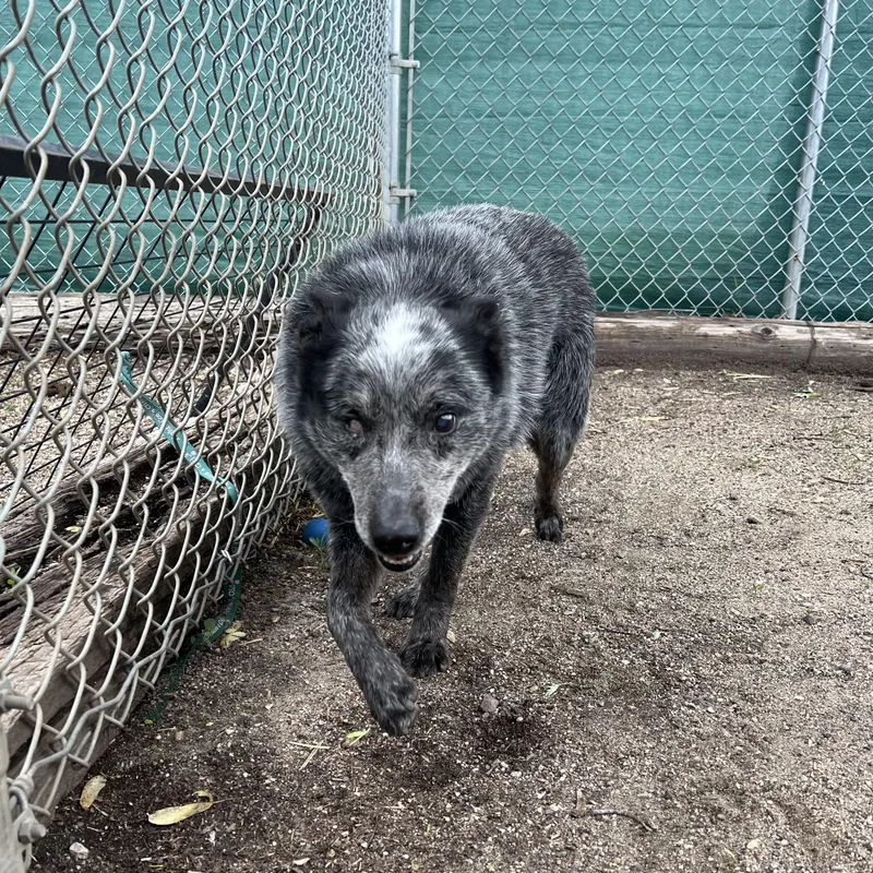 A senior medium-sized male Black Cattle Dog dog named Wink for adoption in Fairmont, MN