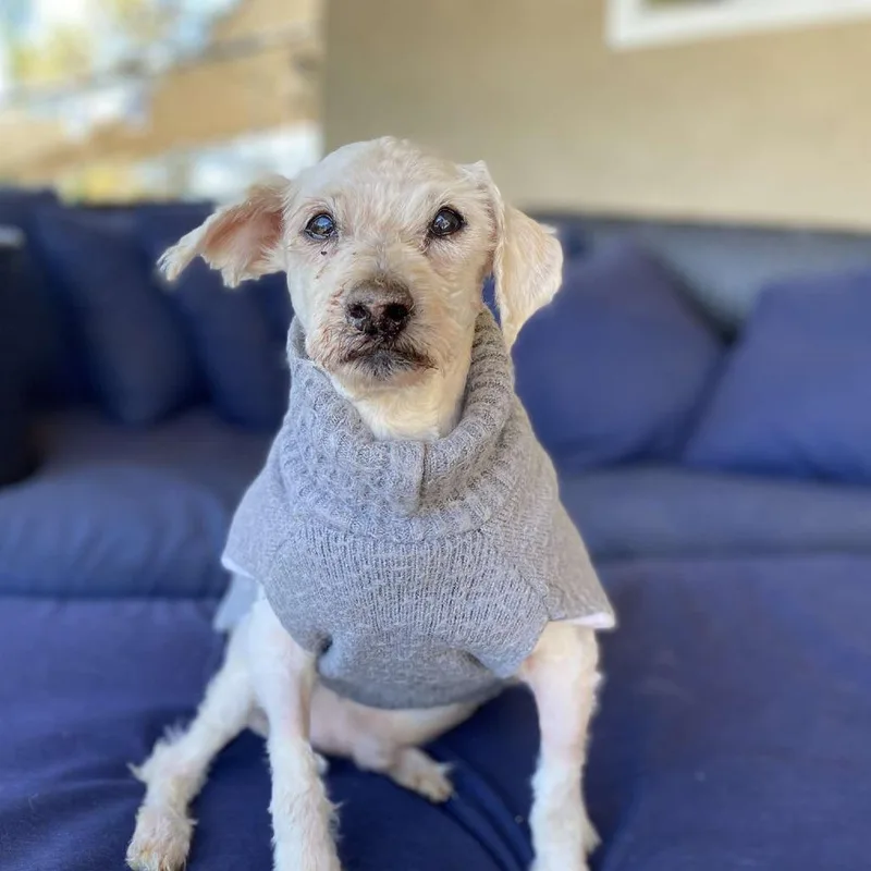 A senior small-sized male White / Cream Poodle dog named Picnic for adoption in Ramona, CA