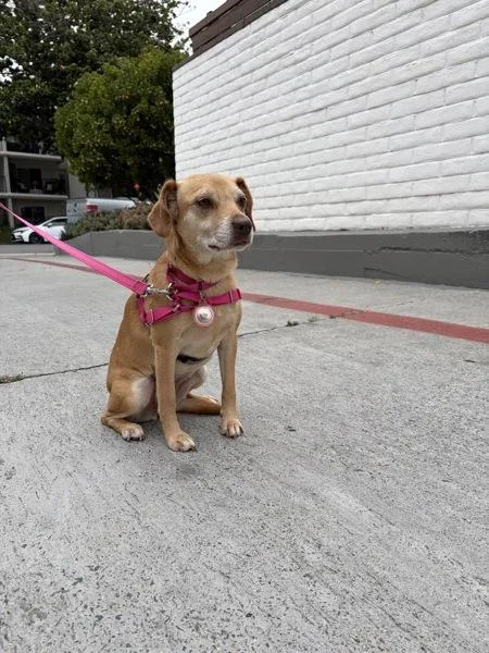 An adult medium-sized female Terrier dog named Penny for adoption in San Diego, CA
