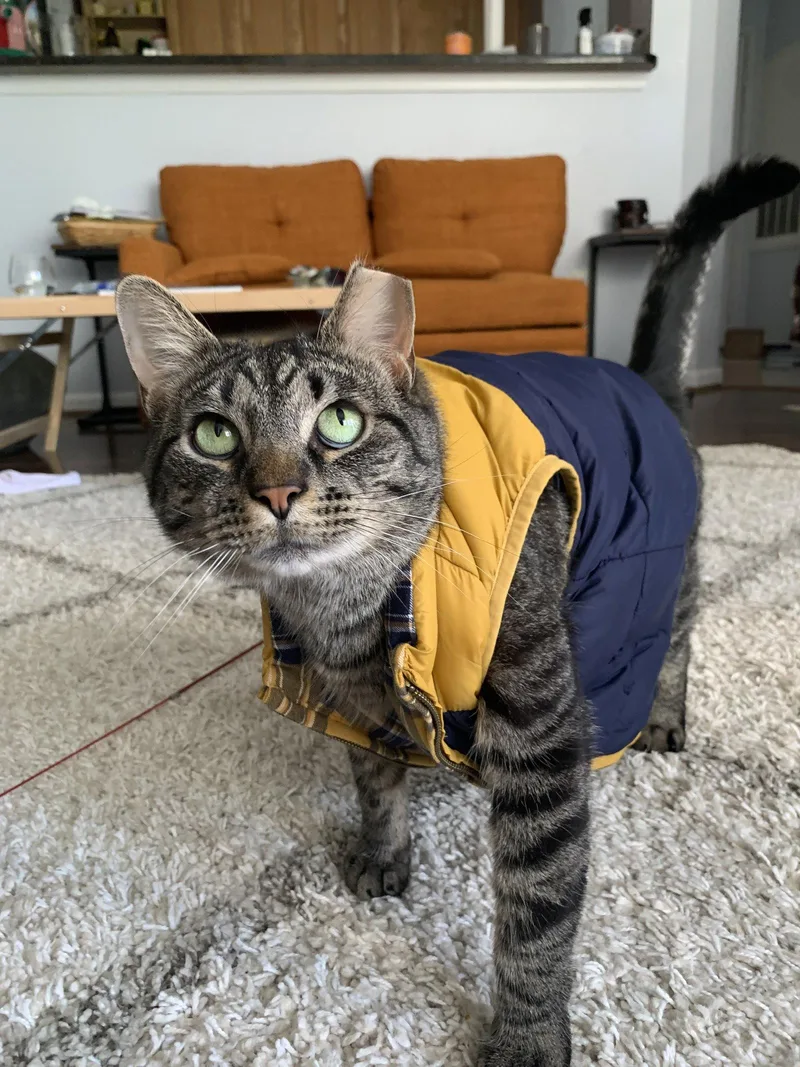 A young medium-sized male Domestic Short Hair cat named Alley for adoption in Reston, VA