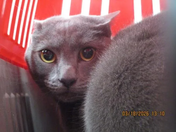 Bongusdong thumbnail 2