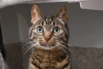 An adult small-sized male Domestic Short Hair cat named Melon for adoption in Scotia, NY