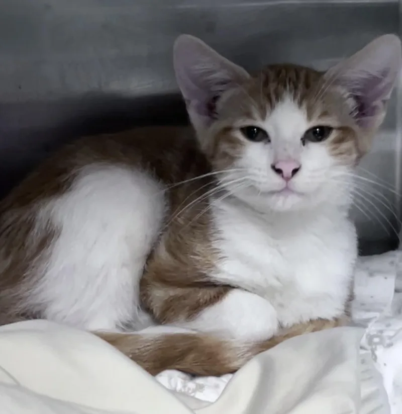 A young medium-sized male White Domestic Short Hair cat named Oscar for adoption in Youngstown, OH