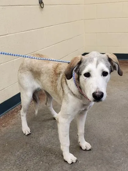 An adult medium-sized female Mixed Breed dog named Susie for adoption in Independence, MO