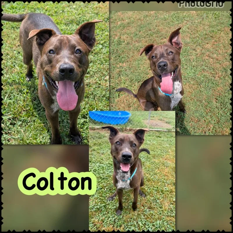 Colton