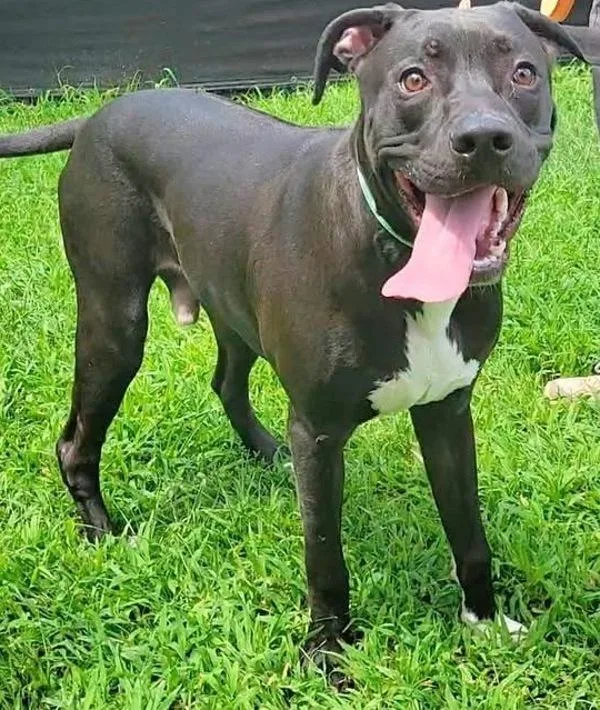 An adult large-sized male Rhodesian Ridgeback dog named Whistle for adoption in Millersville, MD