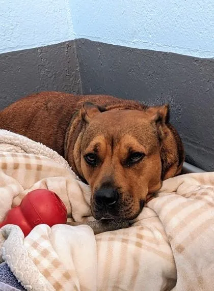 An adult medium-sized female Pit Bull Terrier dog named Mabel for adoption in Daytona Beach, FL