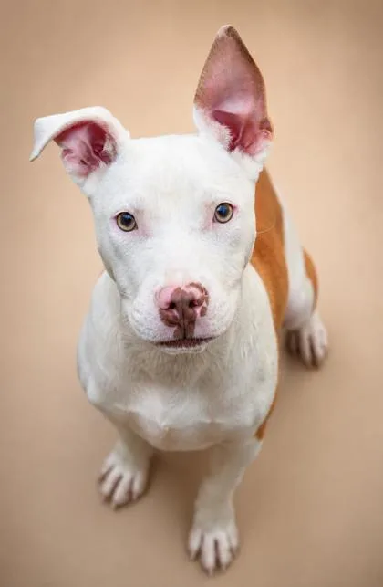 A young small-sized male Fox Terrier dog named Rowdy Red for adoption in Bowling Green, KY