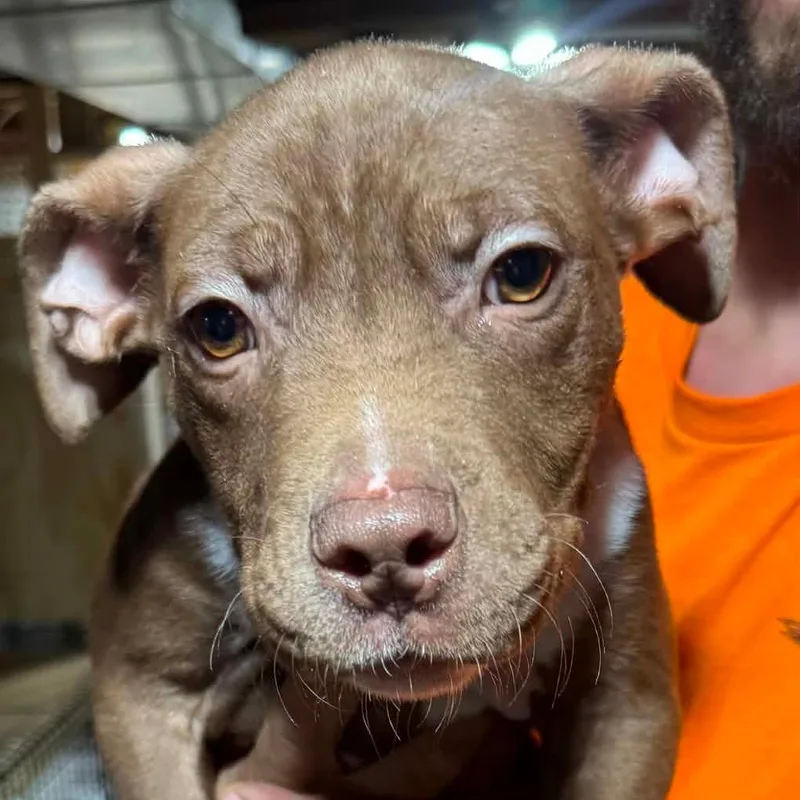 A baby medium-sized male Brown / Chocolate Mixed Breed dog named Sam for adoption in DeKalb, IL