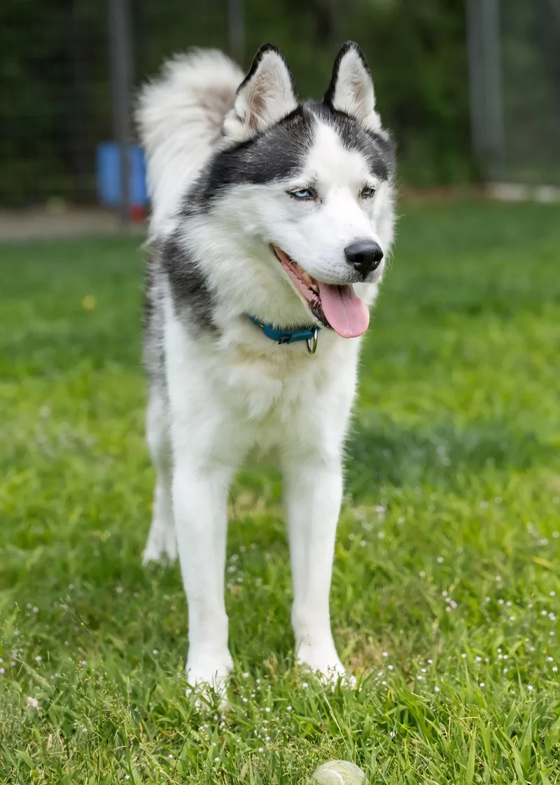 An adult large-sized male Husky dog named Bailey for adoption in North Kingstown, RI