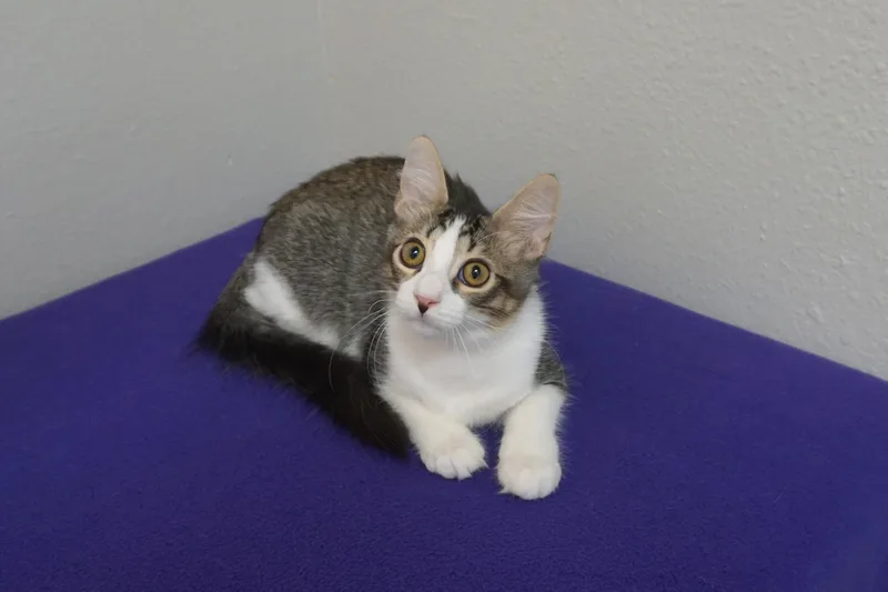 A baby small-sized female Domestic Medium Hair cat named Garfunkel for adoption in Fountain Hills, AZ