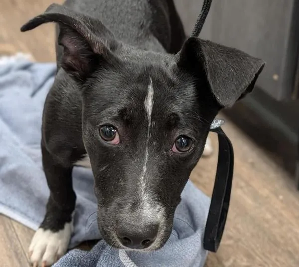 A baby small-sized male Terrier dog named Provolone for adoption in Escondido, CA