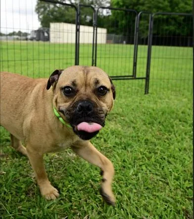 A young small-sized male Black Pug dog named Gizmo for adoption in Liverpool, TX