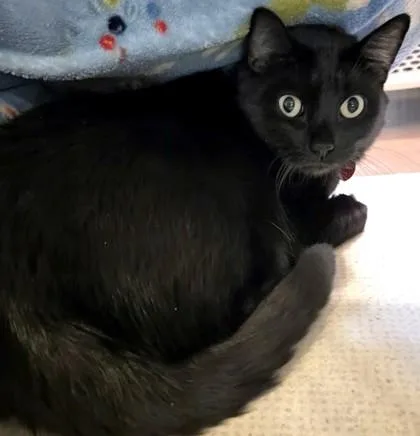 An adult large-sized male Black Domestic Short Hair cat named Zeus for adoption in Stanwood, WA