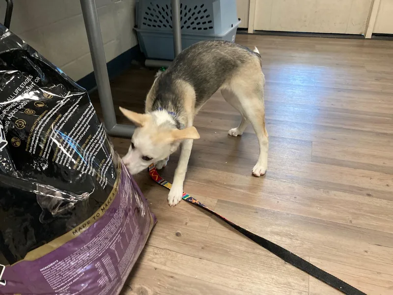 A baby medium-sized female Yellow / Tan / Blond / Fawn Husky dog named Gazelle for adoption in New Milford, CT