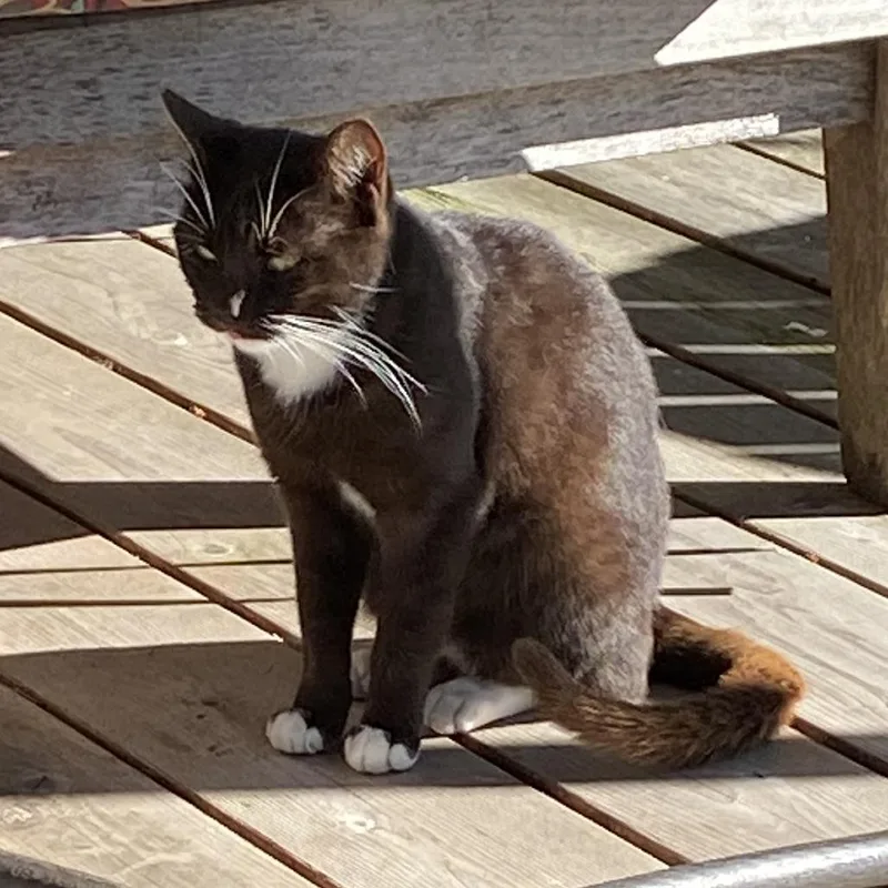 An adult medium-sized female Black Domestic Short Hair cat named Phoebe for adoption in Tacoma, WA