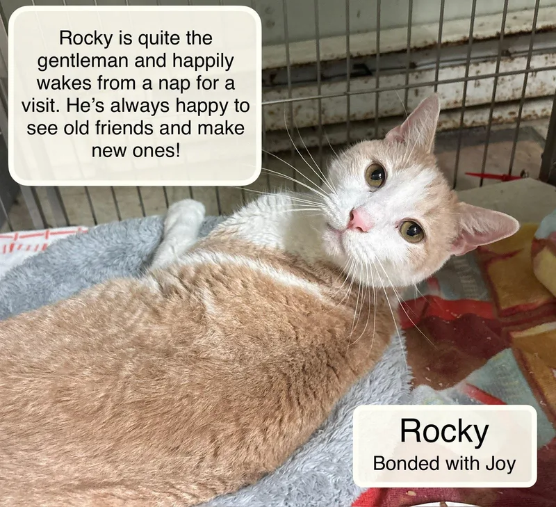 A senior large-sized male Domestic Short Hair cat named Rocky and Joy for adoption in Ellicott City, MD
