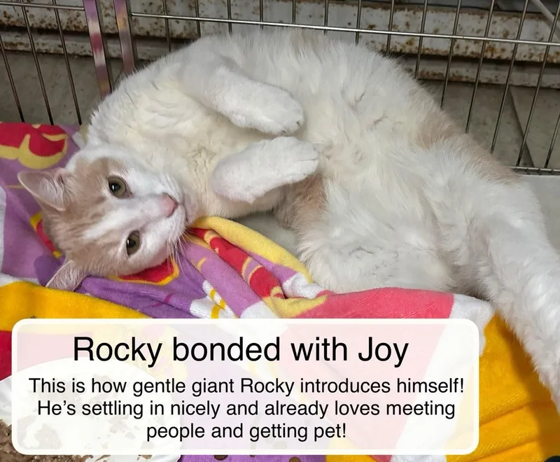 Rocky and Joy thumbnail 2