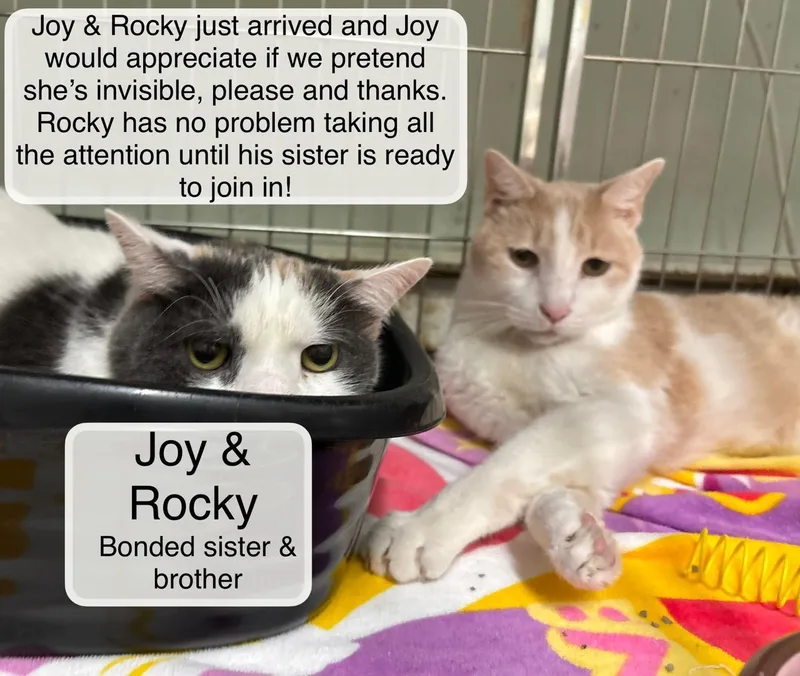 Rocky and Joy thumbnail 3