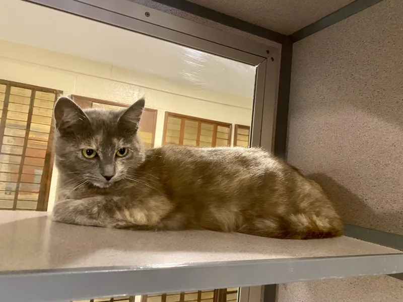 A young medium-sized female Gray & White Domestic Short Hair cat named Beatrice for adoption in Glasgow, KY