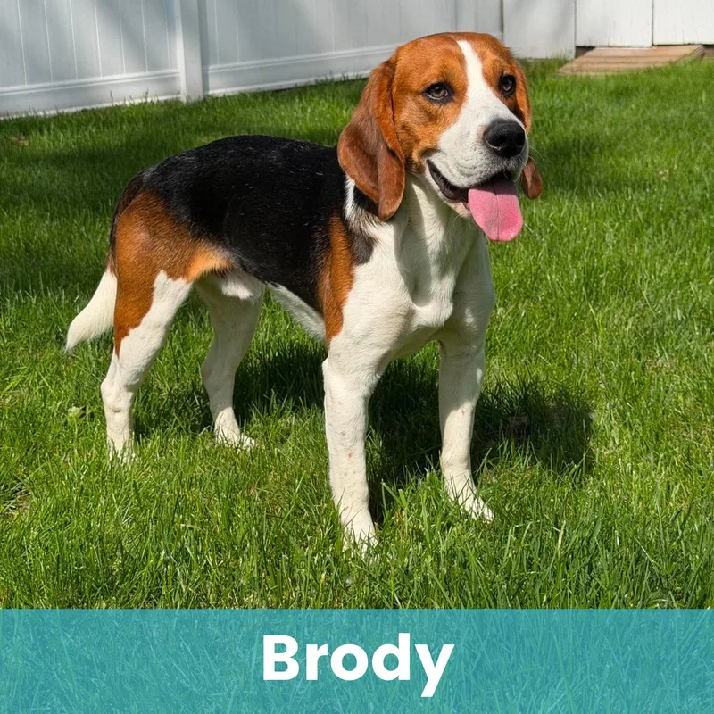 Brody thumbnail 3