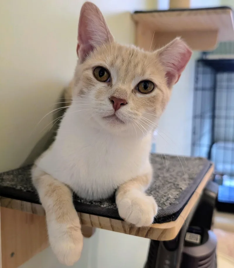 An adult medium-sized female Orange & White Domestic Short Hair cat named Alicia for adoption in Rochester, NY